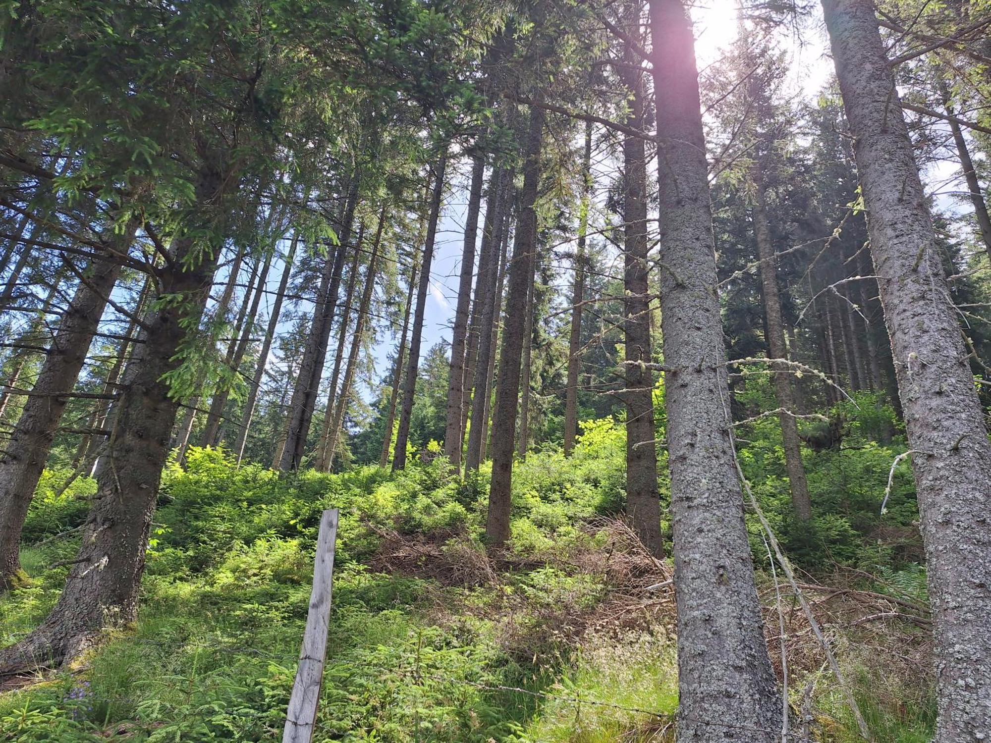 Naturpark Bauernhof Sperl Mariahof Exterior photo